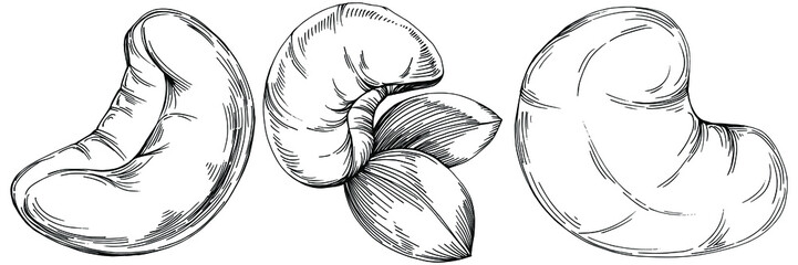 Cashew hand-drawn Vector Illustration isolated on white background. Retro style farm product for restaurant menu, market label, logo, emblem and kitchen design. Decoration for food packaging.