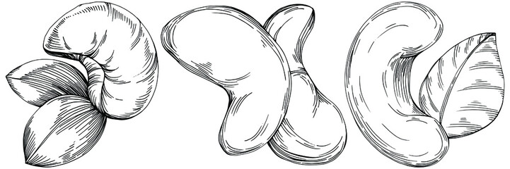 Cashew hand-drawn Vector Illustration isolated on white background. Retro style farm product for restaurant menu, market label, logo, emblem and kitchen design. Decoration for food packaging.