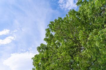 よく晴れた夏の多摩川の風景
