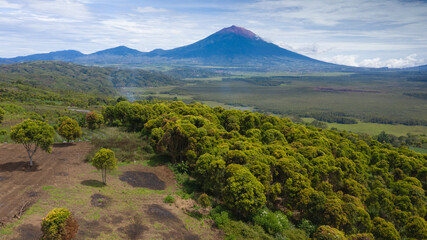 The cinnamon plantation on sunny day with Kerinci Volcano background