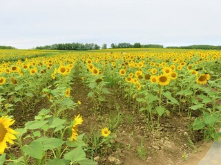 北竜町のひまわり畑