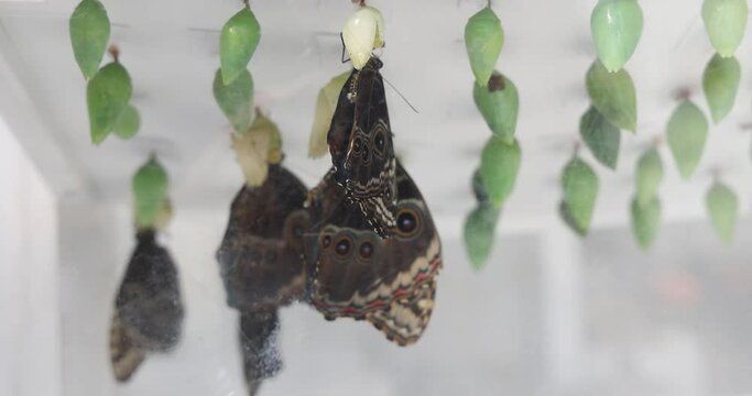 Blue morpho butterflies, Morpho peleides, seen emerging from chrysalis after metamorphosis. Beautiful butterfly found in Central and South America.