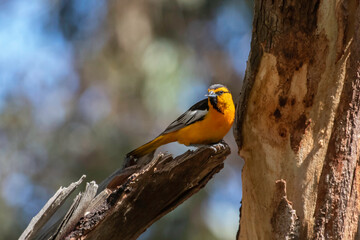 A Bullocks Oriole in a tree