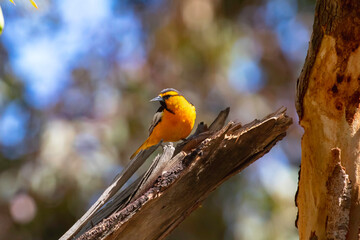 A Bullocks Oriole in a tree