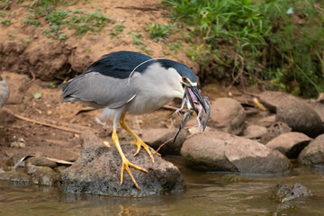 A Night Heron eating a smaller bird