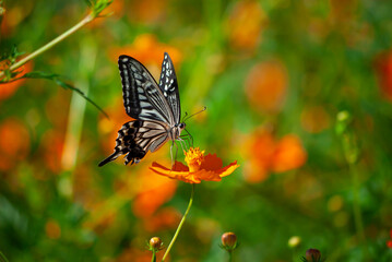 アゲハとコスモス