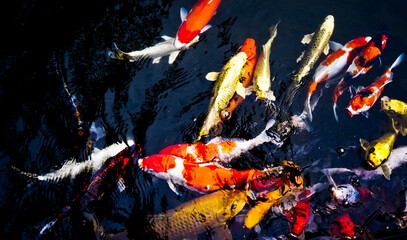 Koi in the pond. A beautiful fish that is believed to bring good luck