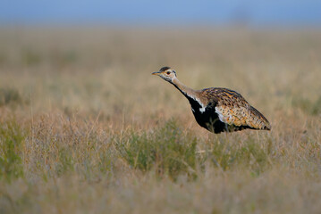 Black-bellied Bustard (Lissotis melanogaster) also Black-bellied korhaan, African ground-dwelling bird in the bustard family, walking in the savannah in Africa
