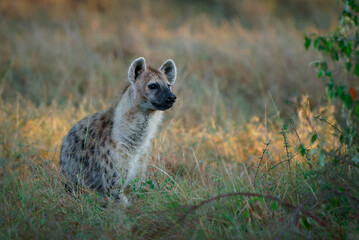 Spotted Hyena - Crocuta crocuta after meals walking in the park. Beautiful sunset or sunrise in...