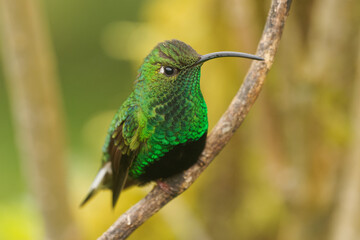 Mountain Velvetbreast - Lafresnaya lafresnayi green hummingbird in brilliants, tribe Heliantheini in subfamily Lesbiinae, found in Colombia, Ecuador, Peru and Venezuela, sitting on the branch
