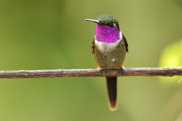 Purple-throated Woodstar - Calliphlox mitchellii hummingbird, one of two Philodice species, found in Colombia, Ecuador and Panama, small violet, purple bird from South America