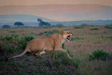 Lion - Panthera leo king of the animals. Lion - the biggest african cat, lioness laying in the bush with with her cubs in Masai Mara National Park in Kenya Africa