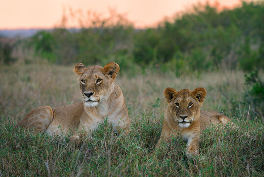 Lion - Panthera leo king of the animals. Lion - the biggest african cat, lioness laying in the bush with with her cubs in Masai Mara National Park in Kenya Africa