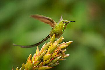Black-tailed Trainbearer - Lesbia victoriae hummingbird in Trochilidae, in high altitudes in Colombia, Ecuador and Peru, habitats are subtropical or tropical moist montane forest,green bird long tail