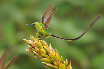 Black-tailed Trainbearer - Lesbia victoriae hummingbird in Trochilidae, in high altitudes in Colombia, Ecuador and Peru, habitats are subtropical or tropical moist montane forest,green bird long tail