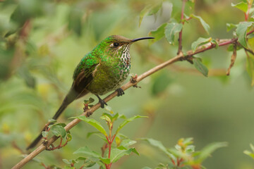 Black-tailed Trainbearer - Lesbia victoriae hummingbird in Trochilidae, in high altitudes in Colombia, Ecuador and Peru, habitats are subtropical or tropical moist montane forest,green bird long tail