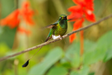 White-booted Racket-tail - Ocreatus underwoodii green bird of hummingbird in the brilliants, tribe Heliantheini in Lesbiinae, found in Colombia, Ecuador and Venezuela, long tail with two flags