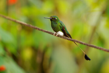 White-booted Racket-tail - Ocreatus underwoodii green bird of hummingbird in the brilliants, tribe Heliantheini in Lesbiinae, found in Colombia, Ecuador and Venezuela, long tail with two flags