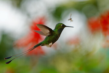 White-booted Racket-tail - Ocreatus underwoodii green bird of hummingbird in the brilliants, tribe Heliantheini in Lesbiinae, found in Colombia, Ecuador and Venezuela, long tail with two flags