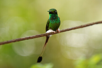 White-booted Racket-tail - Ocreatus underwoodii green bird of hummingbird in the brilliants, tribe Heliantheini in Lesbiinae, found in Colombia, Ecuador and Venezuela, long tail with two flags