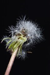 Fototapeta na wymiar Final few seeds hanging to a dandelion. dandelion on a black background. macro