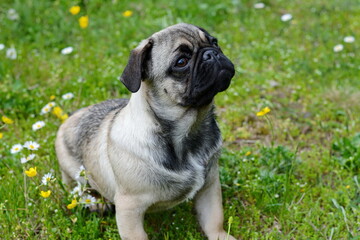 Healthy purebred dog photographed outdoors in the nature on a sunny day. Puppy pug dog. Puppy mops.