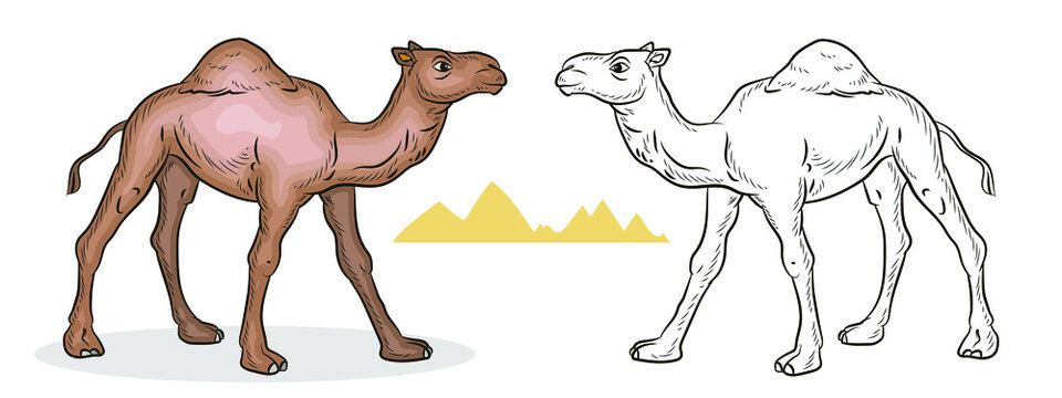 Animals. Vector image of a camel. Coloring for children. Black white and color image.
