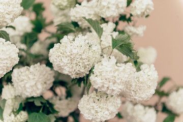 blooming viburnum buldenezh bouquet on beige background