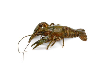 Crayfish on a white background. Crayfish isolated on white