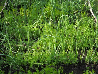 Organic greens grown in the garden on the bed. Green Onions and dill. Healthy food