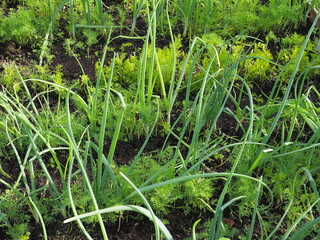 Organic greens grown in the garden on the bed. Green Onions and dill. Healthy food