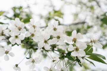 Cherry tree flowers. Cherry branches with abundant flowering. Background with white cherry blossoms