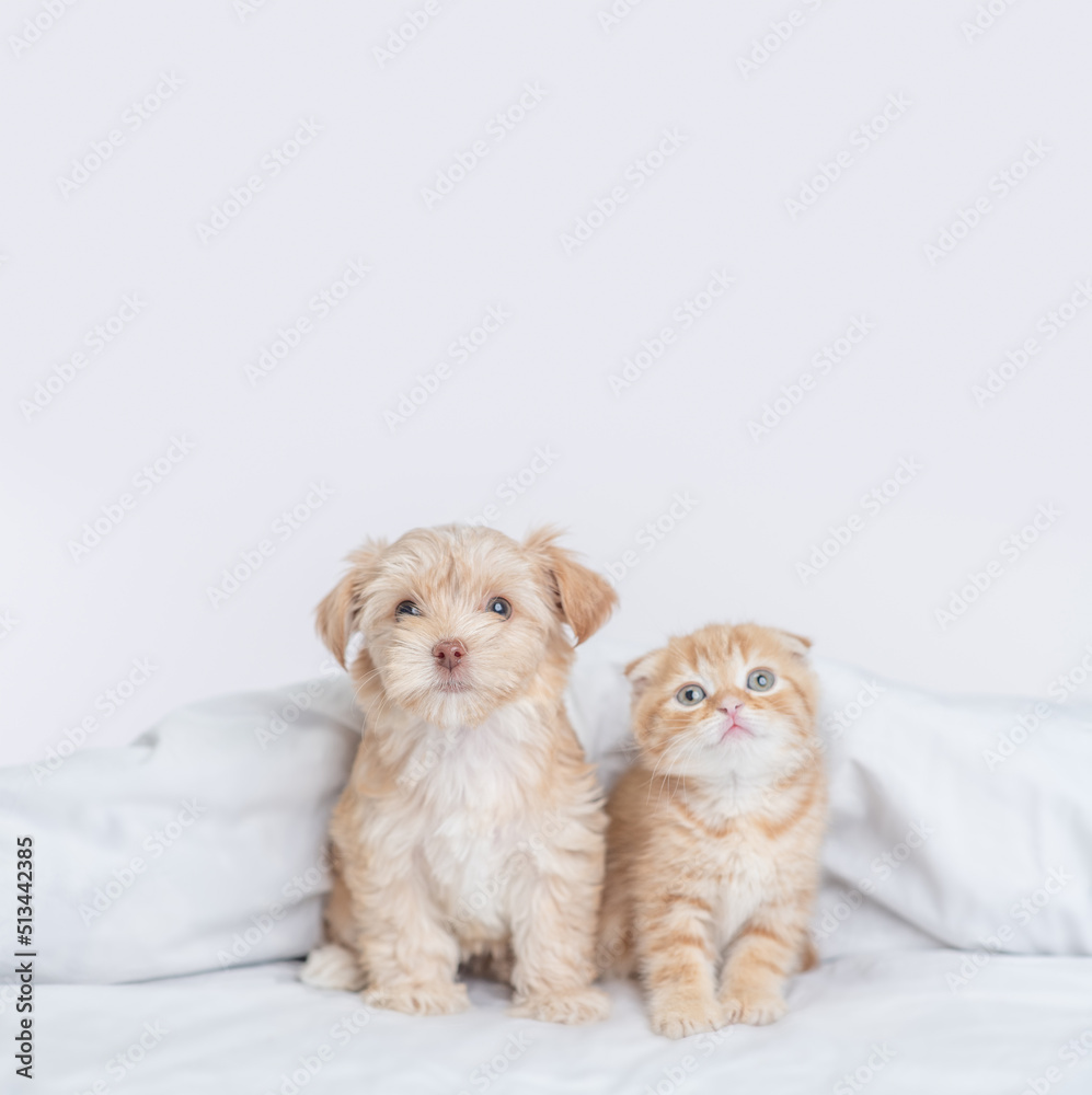 Aufkleber cute goldust yorkshire terrier puppy and ginger fold kitten sitting together under warm white blanke