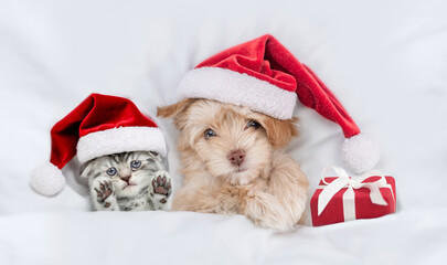Cute kitten and Goldust Yorkshire terrier puppy wearing santa hats lying together under a white blanket on a bed at home with gift box. Top down view