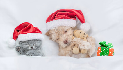 Cute kitten and Goldust Yorkshire terrier puppy  wearing santa hats lying together under a white blanket on a bed at home with toy bear and gift box. Top down view