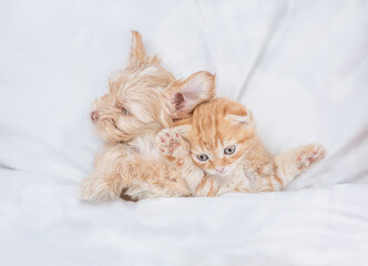 Fototapeta na wymiar Funny Goldust Yorkshire terrier puppy lying with young kitten under white warm blanket on a bed at home. Top down view