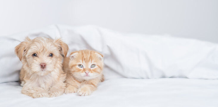 Cute Goldust Yorkshire terrier puppy and sleepy kitten sitting together under warm white blanket on a bed at home. Empty space for text