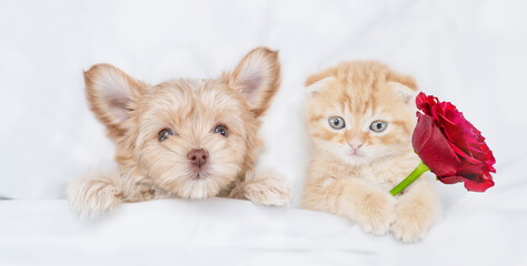 Funny Goldust Yorkshire terrier puppy and  young kitten lying with  red rose under white warm blanket on a bed at home. Top down view