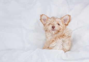 Goldust Yorkshire terrier puppy lying under white blanket on a bed at home before bedtime. Top down view. Empty space for text