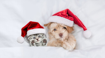 Cute kitten and Goldust Yorkshire terrier puppy wearing santa hats lying together under a white...