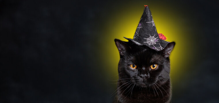 Portrait of Black Cat wearing hat for halloween against the backdrop of moonlight. Empty space for text