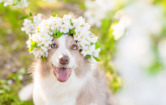 Portrait of a happy Border Collie puppy wearing wreath of apple blossoms at sunny spring park