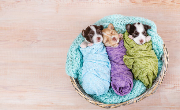 Three tiny cozy newborn Biewer Yorkie puppies wrapped like babies sleep in a basket. Top down view. Empty space for text
