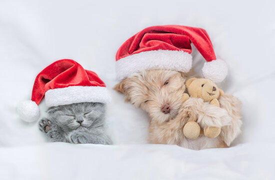 Cute kitten and Goldust Yorkshire terrier puppy  wearing santa hats sleep together under a white blanket on a bed at home with toy bear. Top down view