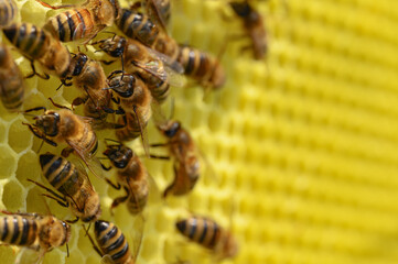 Pszczoła miodna na plastrze. Pszczoła. Pszczółka. Pszczoły na woskowym plastrze w ulu. Życie w ulu. Ul i pszczoły. Wosk pszczeli. Apis Mellifera i miód. Karmiące się pszczoły.  - obrazy, fototapety, plakaty