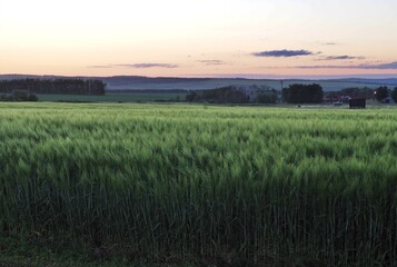 Green field on sunset