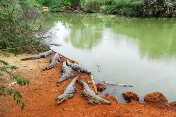 The West African crocodile, desert crocodile, or sacred crocodile (Crocodylus suchus), a species of crocodile very common in Senegal, West Africa, Africa. 