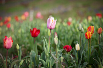 Colorful Tulips in the field.