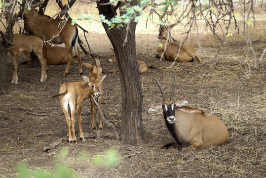 Herd of gazelles, young and older ones, in the Bandia Reserve, a national park of Senegal, Africa, were wildlife and endangered animals are protected. 