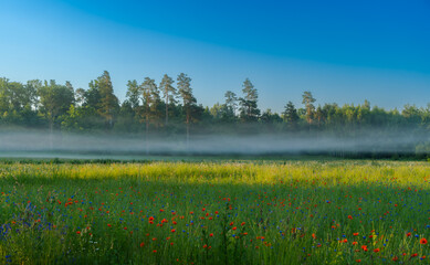 Morning mist with sun ray over the flower field